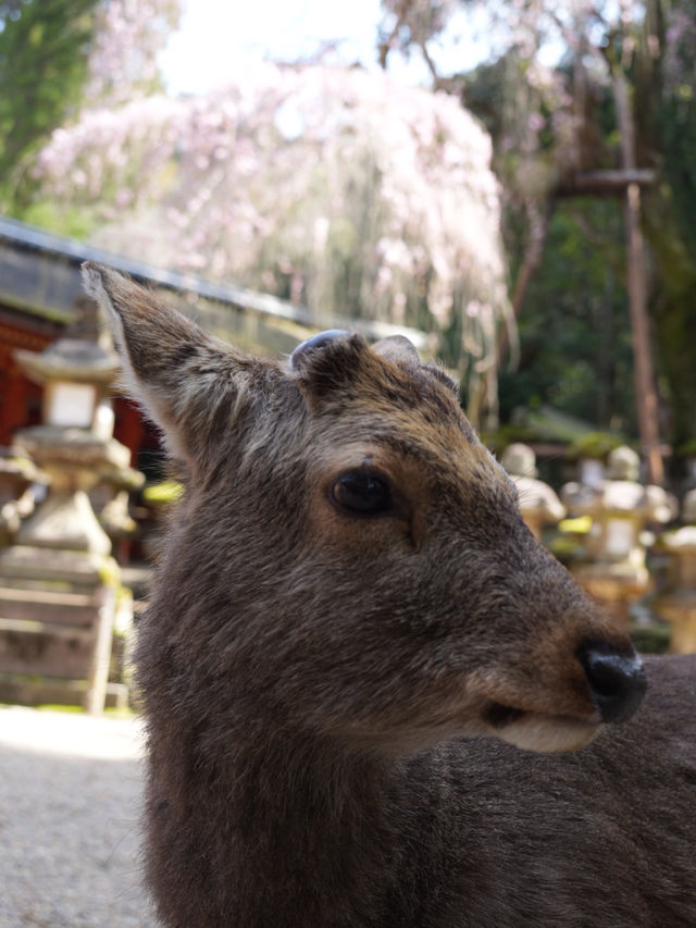 【奈良×春旅】奈良に来たら・・天然記念物の鹿に癒されます。
