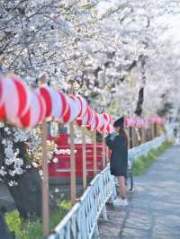 【埼玉】行かなきゃ損‼️駅近&穴場でエモさ溢れる桜撮影🌸📸※周辺観光情報付き