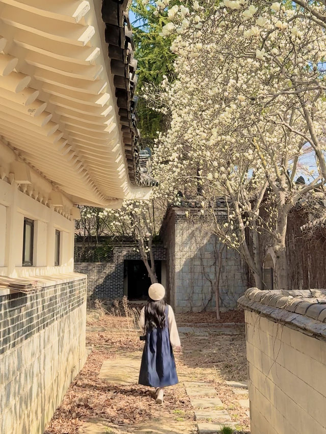 목련보고싶으면 가기좋은 경주 여행코스🤍