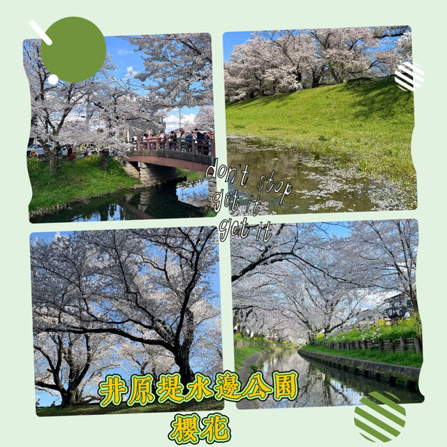 井原堤水邊公園～櫻花的“粉紅海洋”