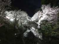 Chasing Sakura at Ueda Castle in Shishu, Nagano