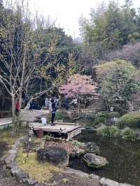 探索鎌倉長谷寺🌿 觀音菩薩與弁天窟的神秘魅力