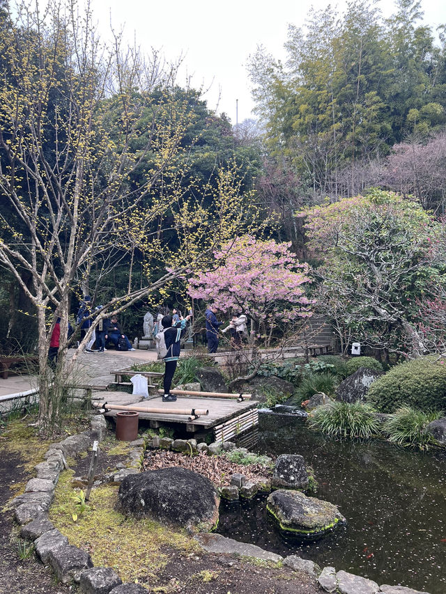 探索鎌倉長谷寺🌿 觀音菩薩與弁天窟的神秘魅力