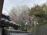 知多の旅　美しい木蓮が見ごろの醒悟院