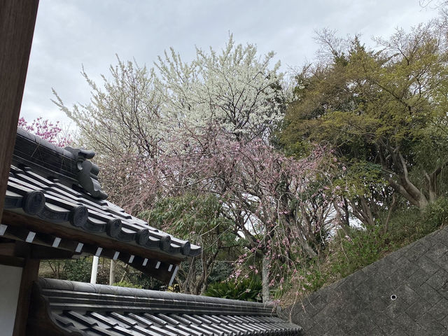 知多の旅　美しい木蓮が見ごろの醒悟院