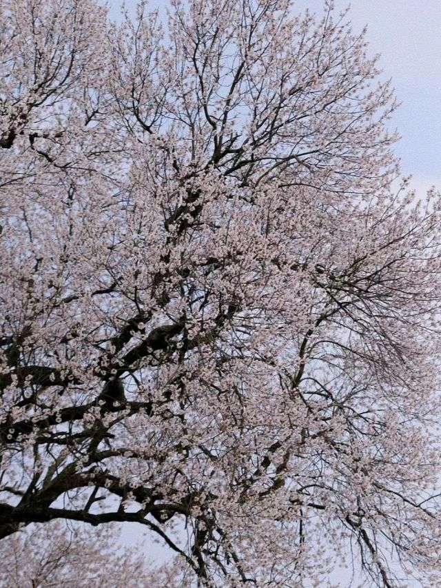 Sakura Season In Chengdu