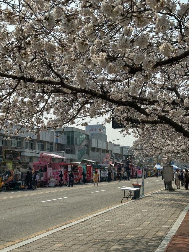 지금 당장 가야 할 청주 벚꽃 축제 지금 당장 가야 할 청주 벚꽃 축제