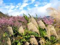 🌸 **台北平菁街櫻花巷櫻花觀賞遊覽分享** 🌸 