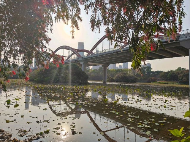 深圳其中一個最漂亮的大型荷花公園