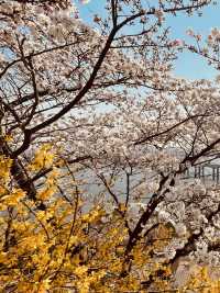 Dalmaji Park's Spring Vista: Panoramic Views and Budding Beauty