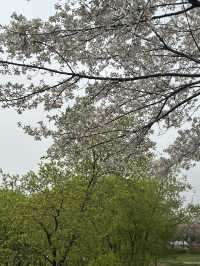 도심에서 만나는 벚꽃 명소, 오송생명호수공원 벚꽃길🌸🤍