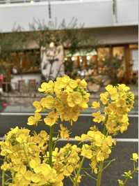 Spring Stroll in Kitano Ijinkan-Gai