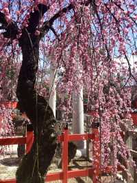 Cherry Blossoms in Full Bloom at Kurumazaki Shrine