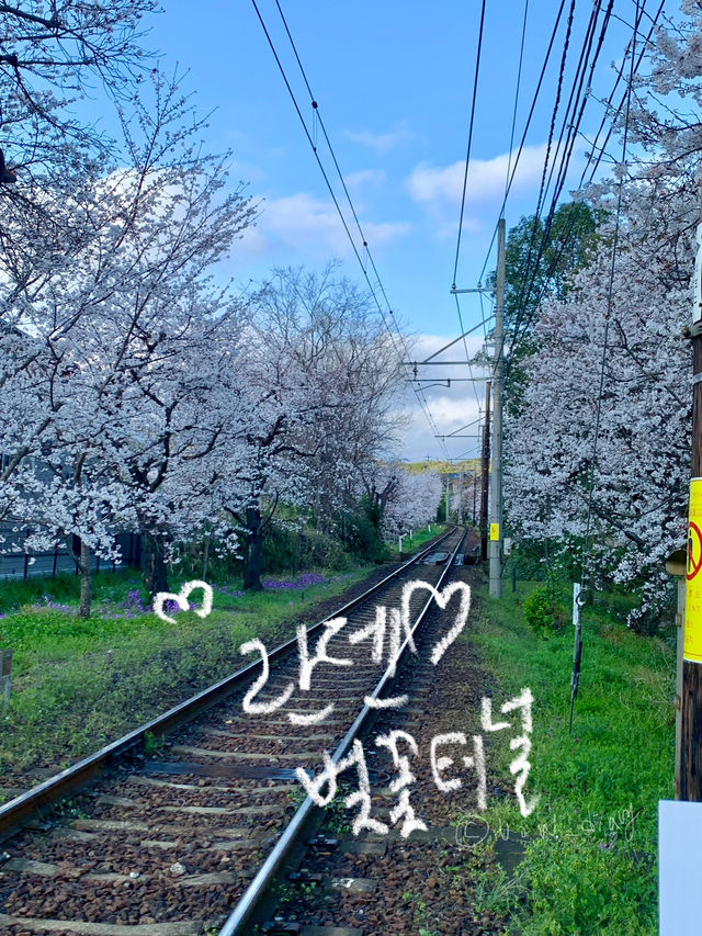 교토 벚꽃 여행지 다녀왔습니다!🎶🫶🏻