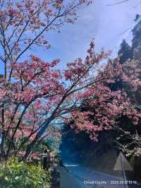 ไปดู The King of Cherry Blossom Alishan 