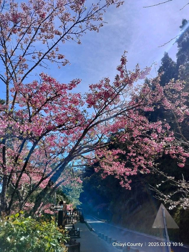 ไปดู The King of Cherry Blossom Alishan 