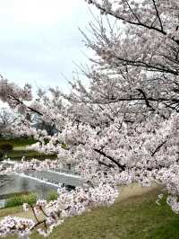 Spring Stroll at Kamigamo Shrine