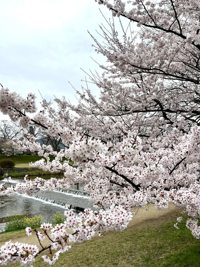 Spring Stroll at Kamigamo Shrine