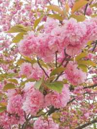 2주 후에 볼 수 있는 경주 겹벚꽃 🌸🌸