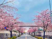 【愛知】早咲き！この時期だけのピンクの絶景🌸