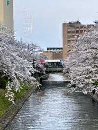 [富山旅行]さくら名所100選の松川付近で桜堪能🌸
