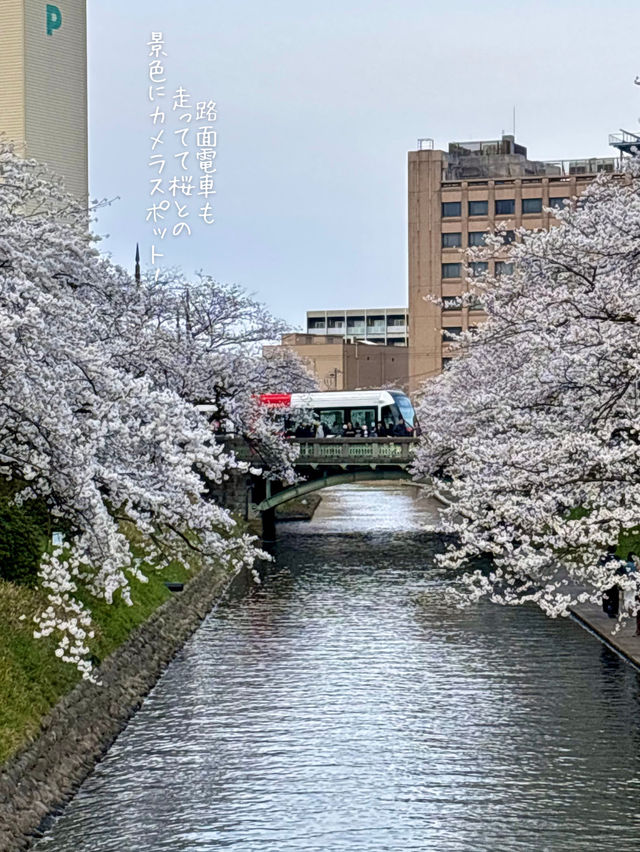 [富山旅行]さくら名所100選の松川付近で桜堪能🌸