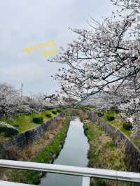 나고야 벚꽃여행코스 🌸🌸🌸🌸