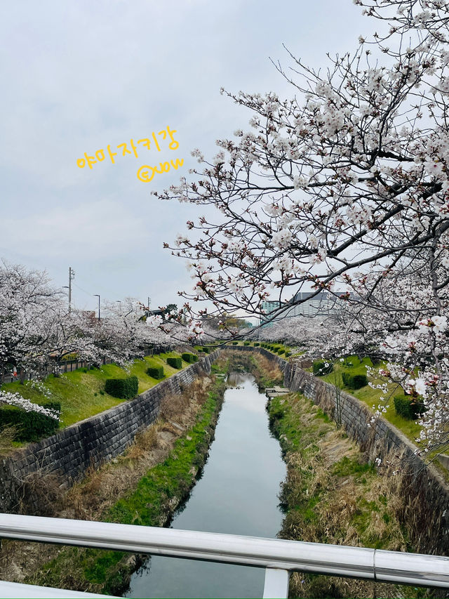 나고야 벚꽃여행코스 🌸🌸🌸🌸