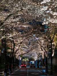 ライトアップが美しすぎる！アークヒルズの夜桜スナップ