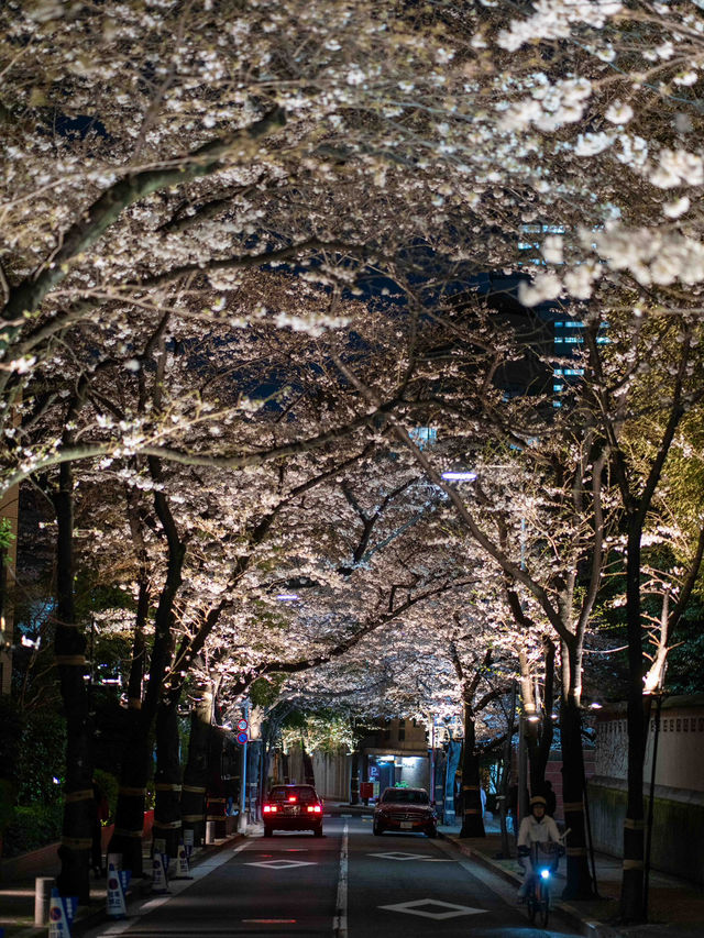 ライトアップが美しすぎる！アークヒルズの夜桜スナップ