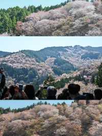 【奈良/吉野】日本が誇る桜の絶景！世界遺産の吉野山🌸