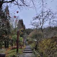 阿里山國家森林遊樂區 Alishan Forest Recreation Area