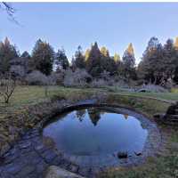 阿里山國家森林遊樂區 Alishan Forest Recreation Area