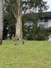 Day Trip to Hamilton Island