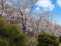 “Spring in Seoul: Yeouido’s Cherry Blossom Symphony”
