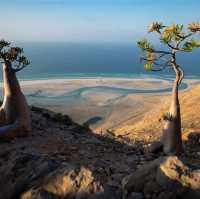 Socotra Island