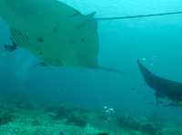 A real insider review: Komodo island, 4D3N itinerary