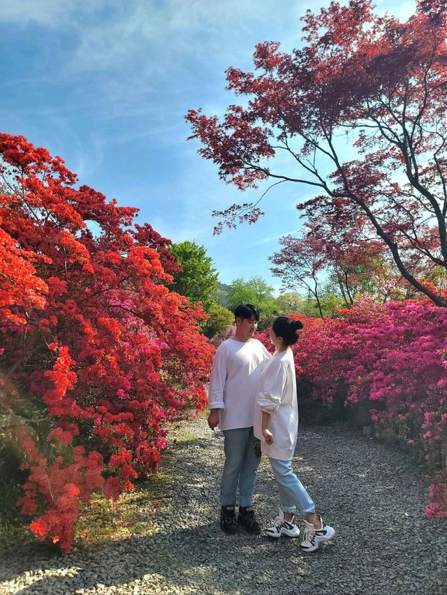 4월에 가장 아름다운 강진 꽃놀이명소🩷