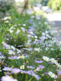 【岐阜】ローズテラスとバラ回廊 四季咲きの薔薇と山々の景色