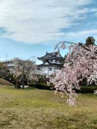 【桜🌸】舞鶴公園