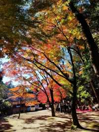姬路城周邊必去秘境，書寫山圓教寺的森林修行時光。