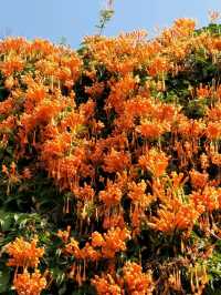 #炮仗花海公園-苗栗縣銅鑼鄉