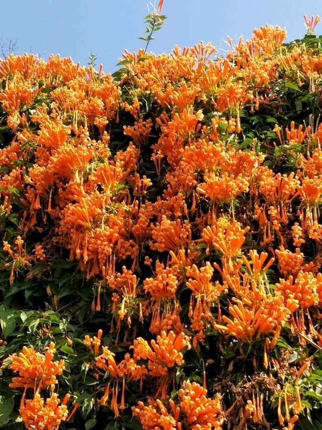 #炮仗花海公園-苗栗縣銅鑼鄉