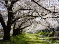 Tachikawa Shouen Cherry Blossoms – A Local Favorite in Tokyo’s Suburbs