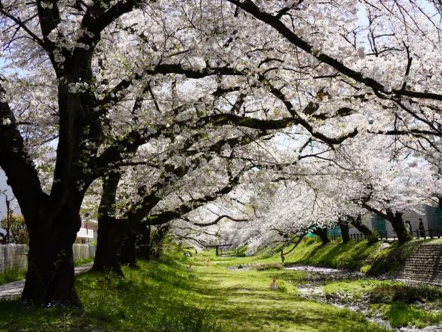 Tachikawa Shouen Cherry Blossoms – A Local Favorite in Tokyo’s Suburbs
