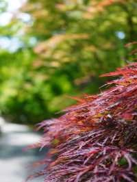 【京都】青紅葉の天国🍁 絶景スポット多数あり