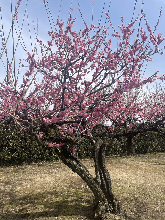 名古屋非預期的賞櫻