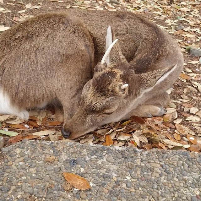 奈良公園（奈良県）