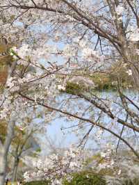 Osaka Castle Cherry Blossoms in Full Bloom! It’s Absolutely Romantic...