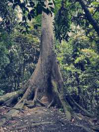 My Wild (& Slightly Sweaty) Adventure in Sandakan Rainforest Park 🌿🐒